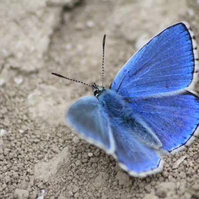 Adonis Blue Butterfly