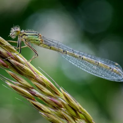 Even Wilder - WINNER - Chris Moncrieff