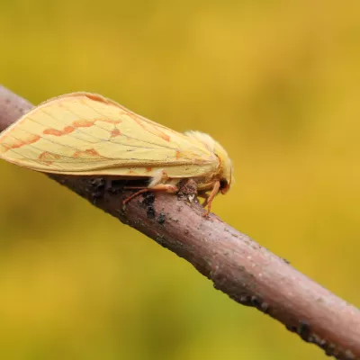 Ghosts, Goblins and Witches | Kent Wildlife Trust