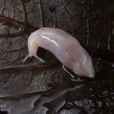 Ghosts, Goblins and Witches | Kent Wildlife Trust