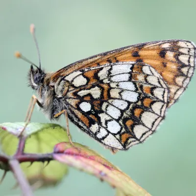 Heath fritillary