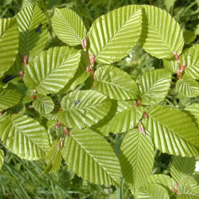Hornbeam leaves.