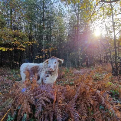 Longhorn cow at Covert Wood