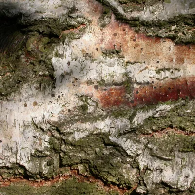Silver birch bark