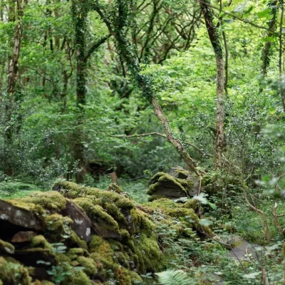 A mossy stone wall surrounded by ferns and trees.