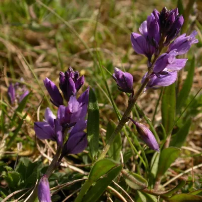 Common milkwort 