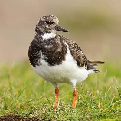 Turnstone