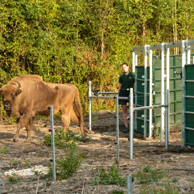 One of the bison which has been released into Kent.
