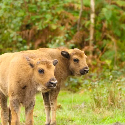 Two bison calves in the woodland