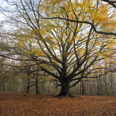 Grandfather Beech Tree at Denstead Wood