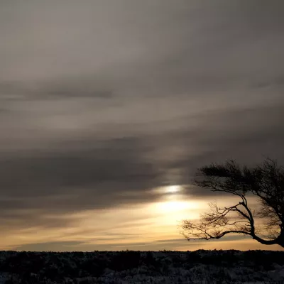 A windswept tree against a misty sky with the sun peeking through.