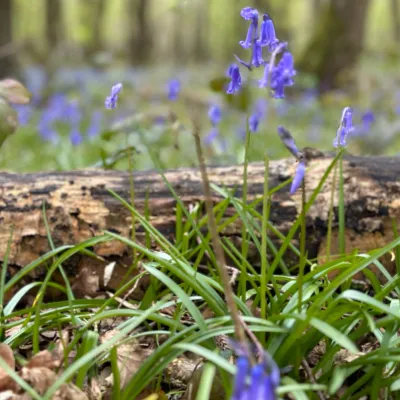 Bluebells at Hoad's Wood