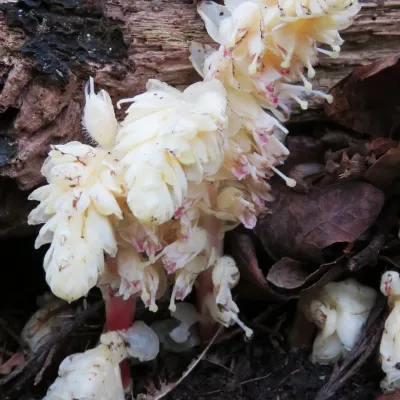 The toothwort plant with white leaves, tinged with pink.
