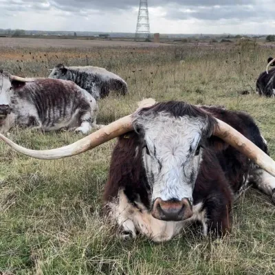 Bob and the other Longhorns sitting in a field