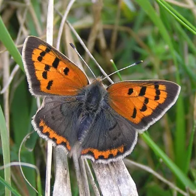 small copper butterfly on the grass