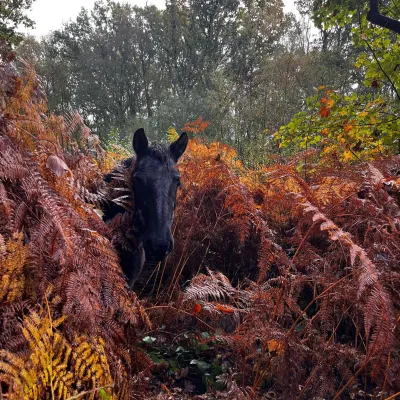 a black pony walking through ferns