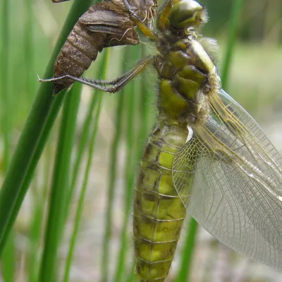 emerging dragonfly