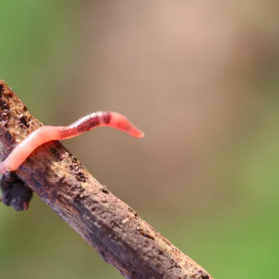 earth worm