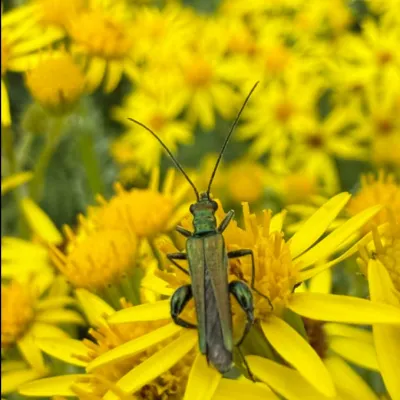 Ragwort with a Thick Knee Beetle sitting on top