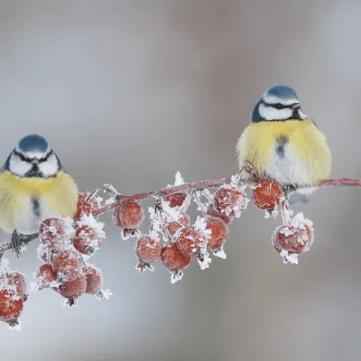 Two blue tits sitting on a branch of red berries covered in frost.