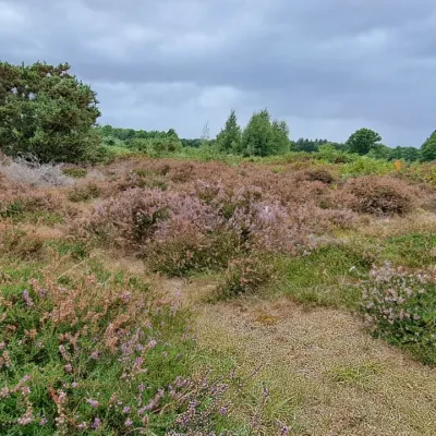 Heather at Hothfield