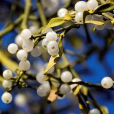 Mistletoe