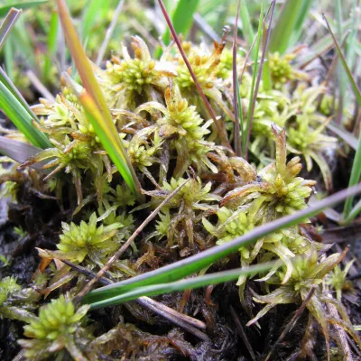 Sphagnum Moss