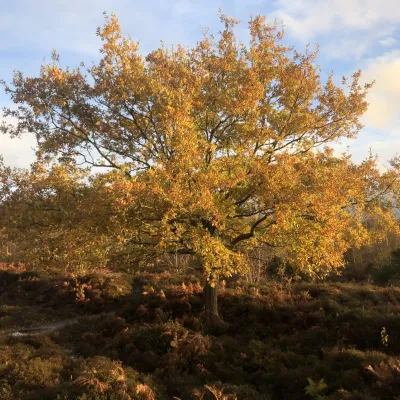 Hothfield oak tree
