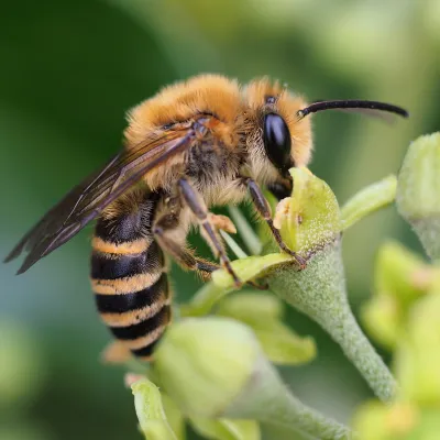 Ivy bee