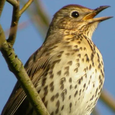 Song Thrush
