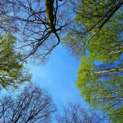 looking up at trees and sky