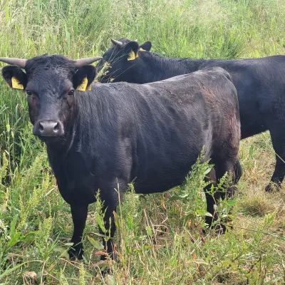 A Mini dexter at Holborough Marshes