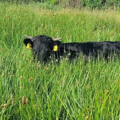 Mini Dexters at Holborough Marshes