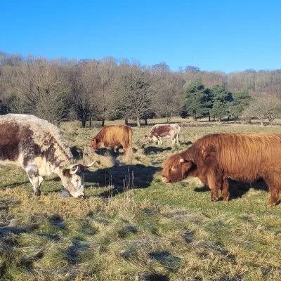 Longhorn and Highland Cattle at Heather Corrie Vale in Sevenoaks