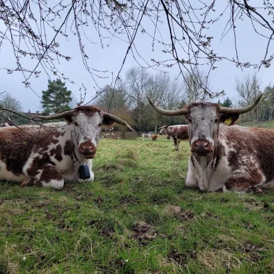 Longhorn Cattle at Heather Corrie Vale in Sevenoaks