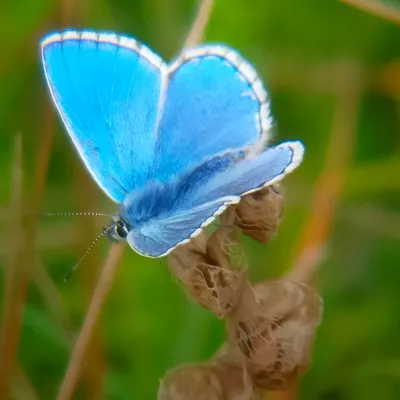 Adonis Blue butterfly resting on a plant