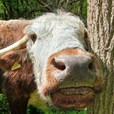 Longhorn Cow at Broadham