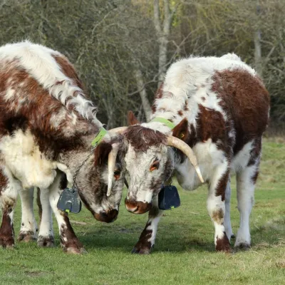 Longhorn Cattle at Heather Corrie Vale in Sevenoaks