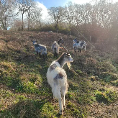 Grazing goats on Wouldham Common