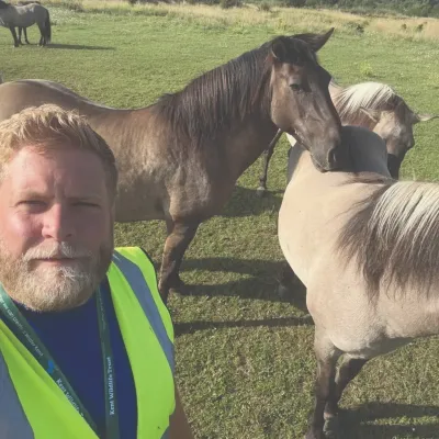 Iain, livestock checker, standing in front of konik ponies.