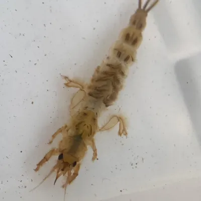 Ephemeridae Mayfly