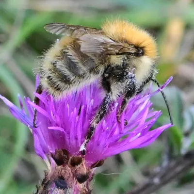 Female Brown Banded Carder Bee