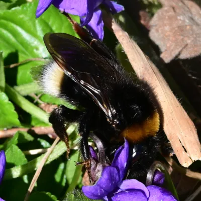 Female Southern Cuckoo Bee
