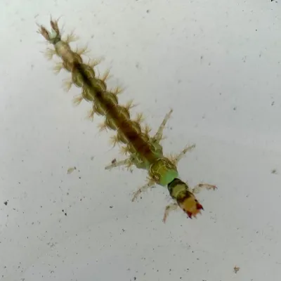 Caseless Caddisly Larvae