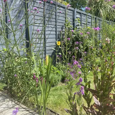 A wild garden filled with colourful flowers.