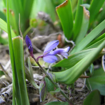 A delicate purple heath milkwort amongst green leaves.