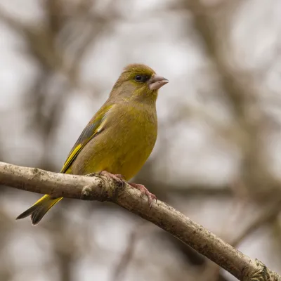 A greenfinch on a branch.