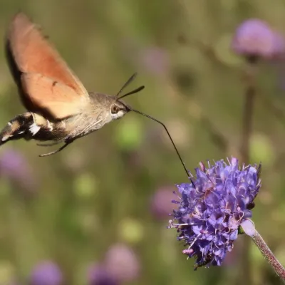A hummingbird hawk moth and a purple flower.