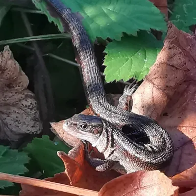 A lizard on a brown leaf.