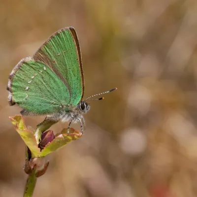 Green hairstreak butterfly